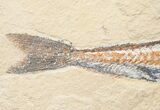 Viper Fish (Prionolepis) Fossil - Lebanon #16449-3